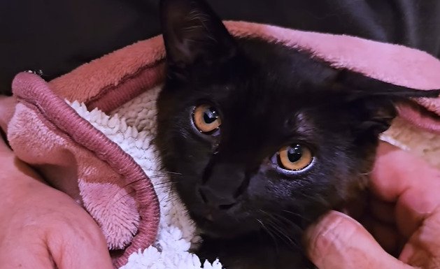 抱っこしてもらっている子猫