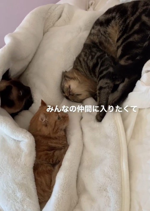 毛布に乗る3匹の猫