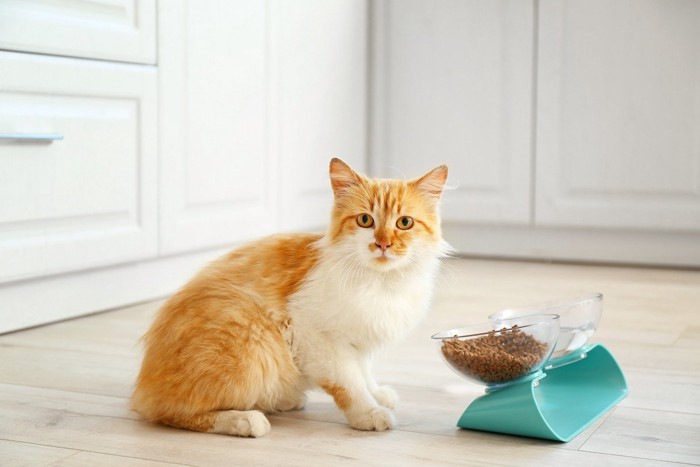 ご飯の前に座る猫