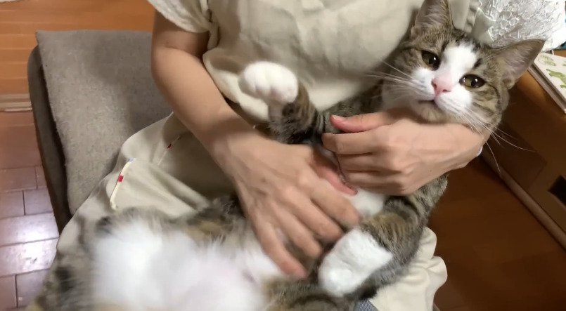 抱っこされる猫