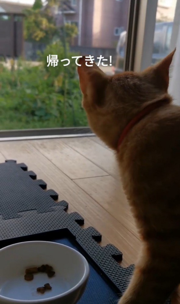 ごはん中の猫