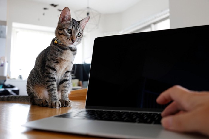 パソコンのそばに座る猫