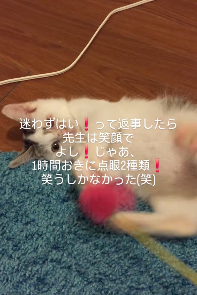 遊ぶ子猫