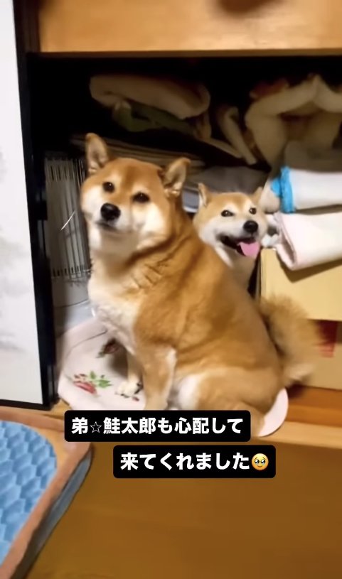 押し入れの中で寄り添う2匹の柴犬