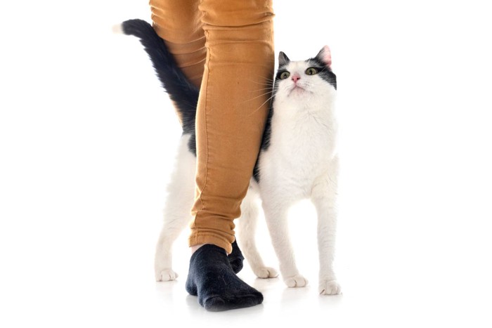 飼い主に寄り添う猫