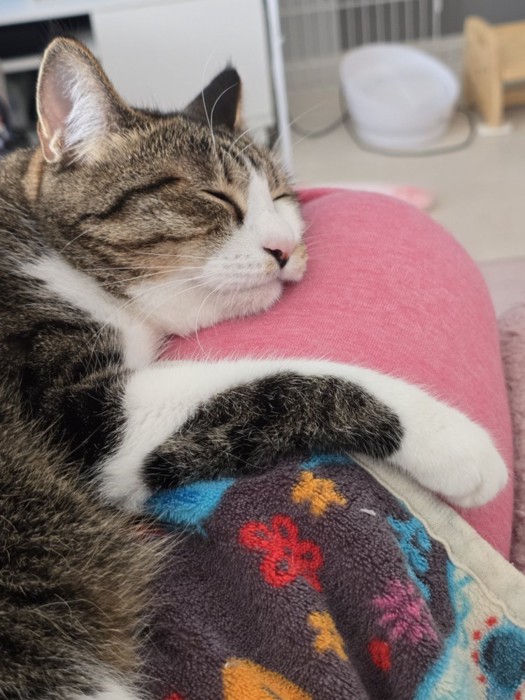 クッションに顔を乗せて寝る猫