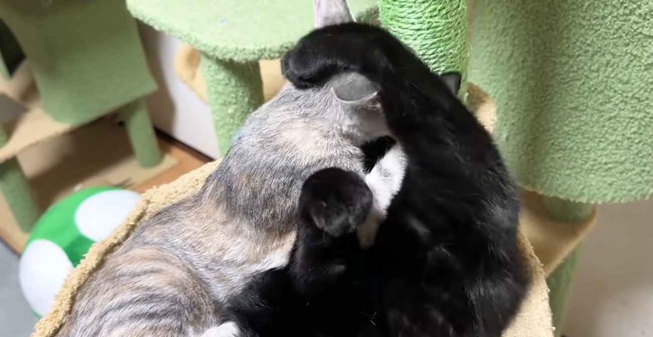 からまる黒猫とシルバータビー