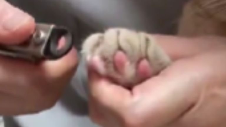 爪切りされている猫