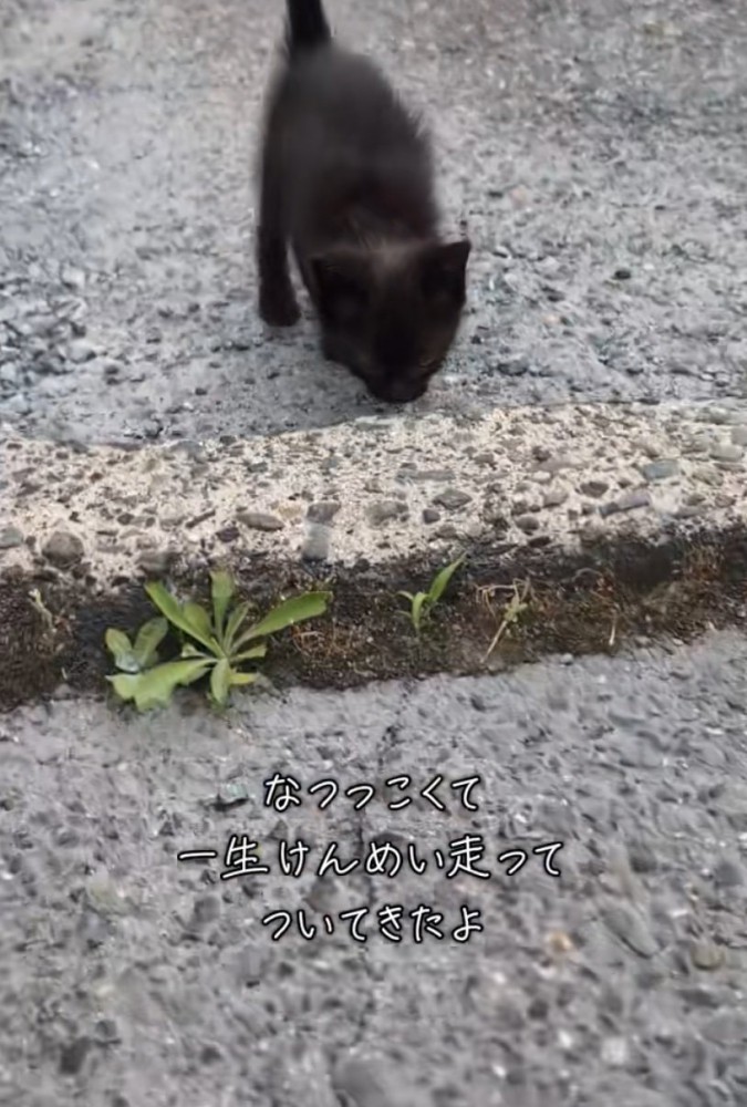 追いかけてくる黒猫