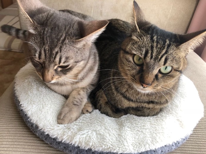 2匹仲良く座る猫