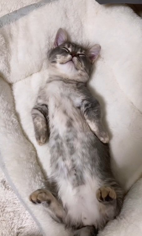 へそ天するみりんくん