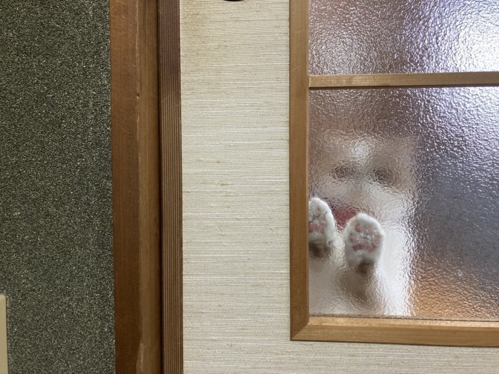 すりガラスの向こうにいる猫