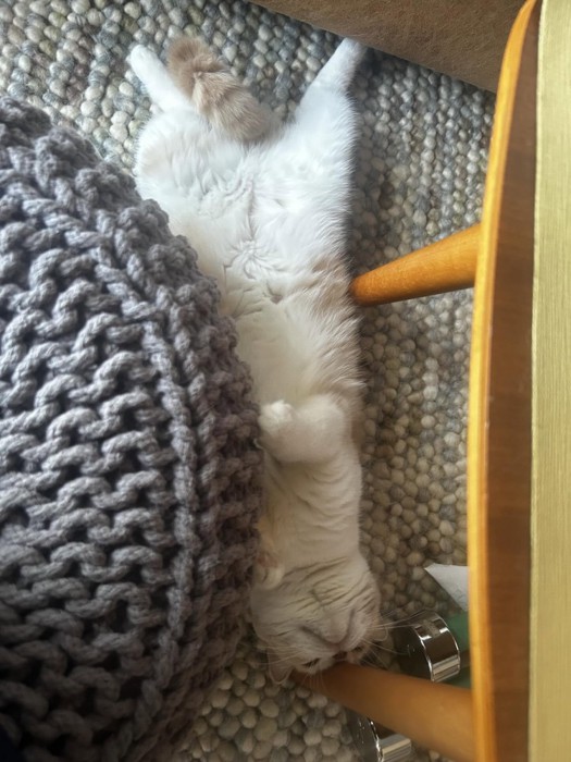 仰向けの猫