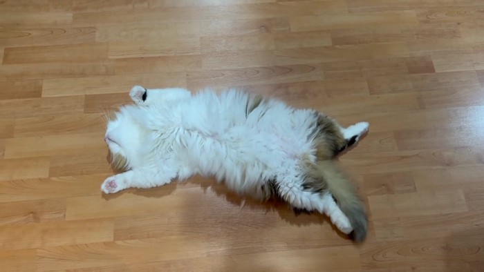 上からのヘソ天