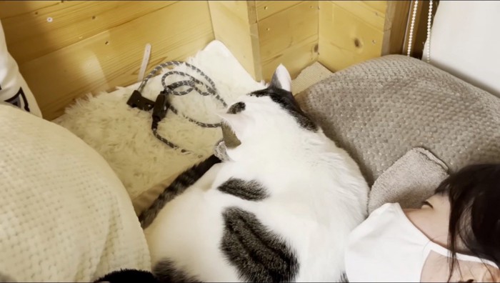 隣で眠る猫を見つめる女の子