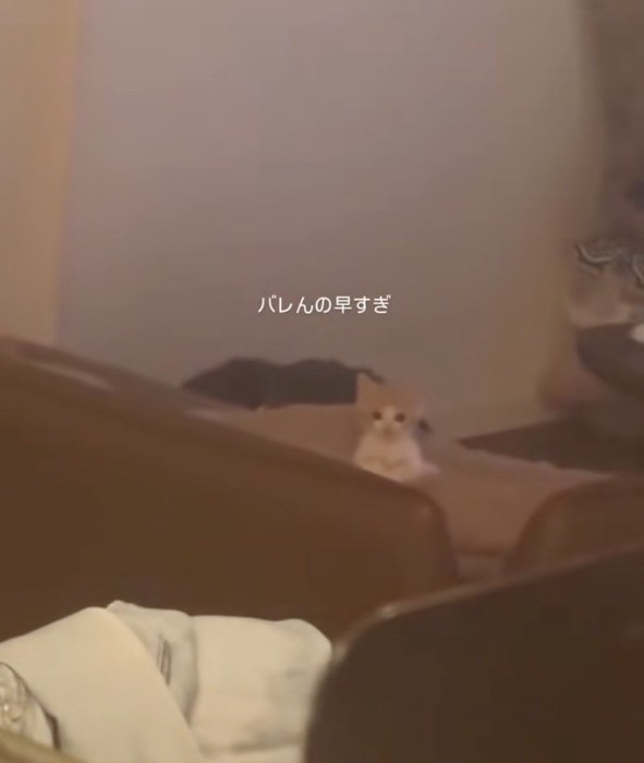 じっと見つめる子猫
