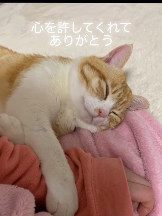 人の手の前足を乗せて寝る猫