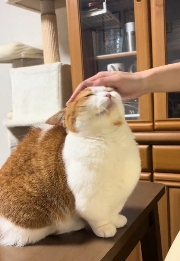 撫でられるおみそちゃん