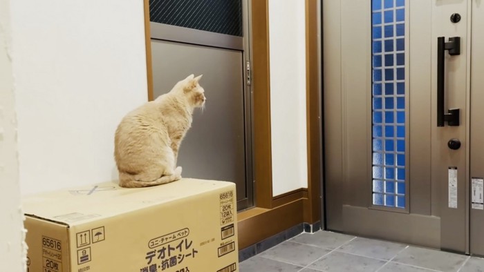 玄関でお兄ちゃんの帰りを待つミックス猫