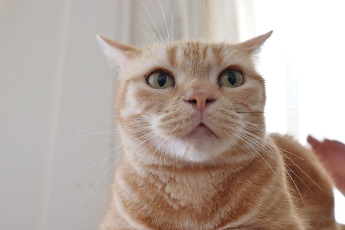 警戒している猫