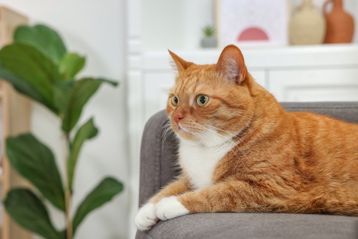 くつろぐ猫