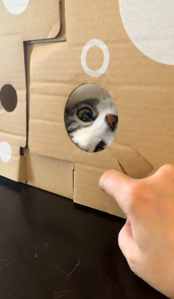 段ボールの向こうからこっちを見る猫2