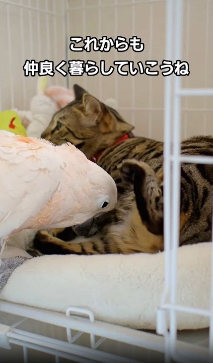 くっつくオウムと子猫