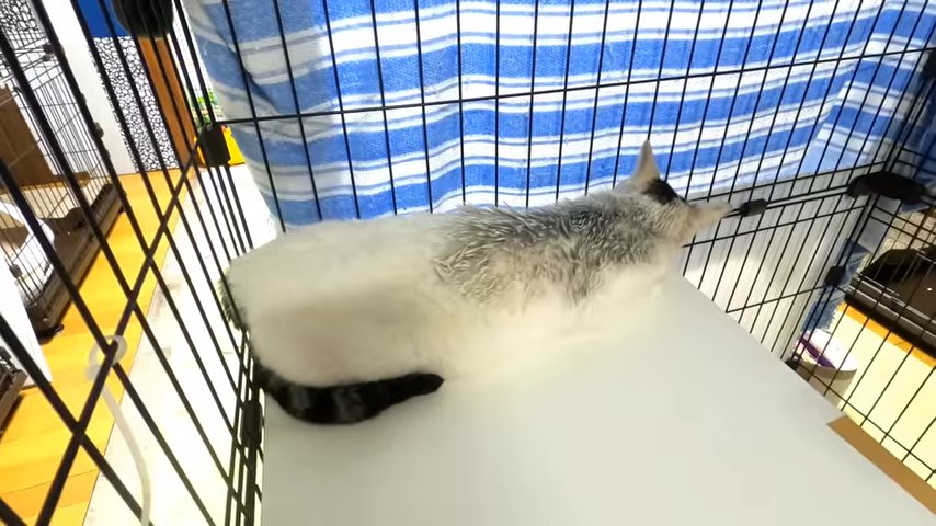 猫 全身 背中向き