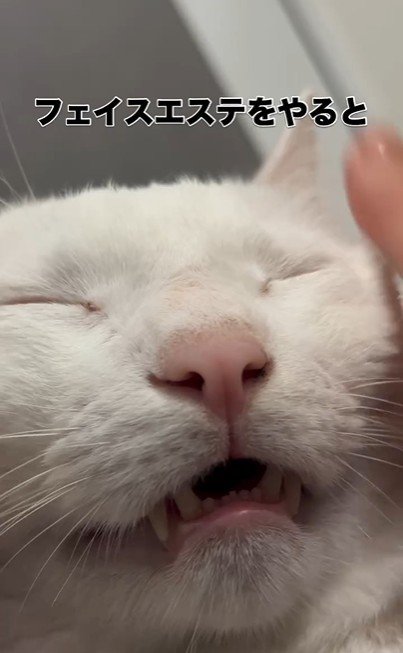 人にマッサージをされている猫