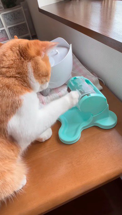 おもちゃの取っ手を回そうとする猫