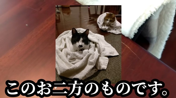 テーブルについた傷と猫2匹の写真