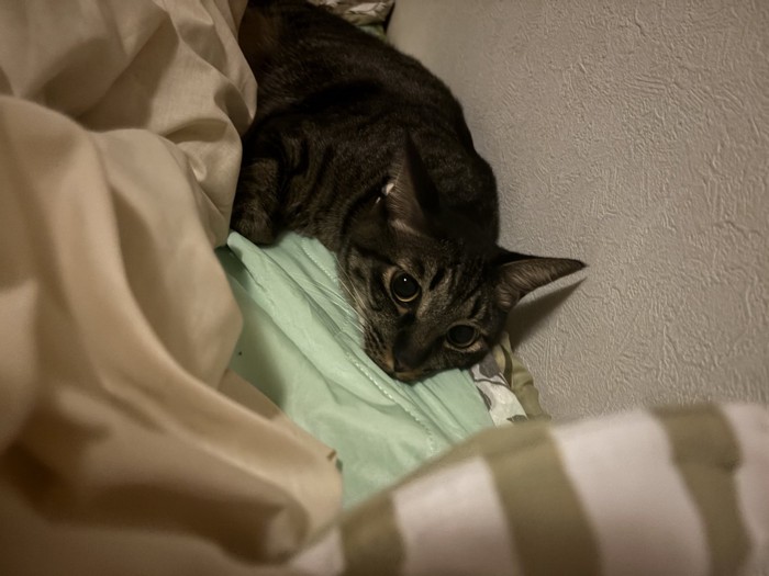 ベッドでくつろぐ猫