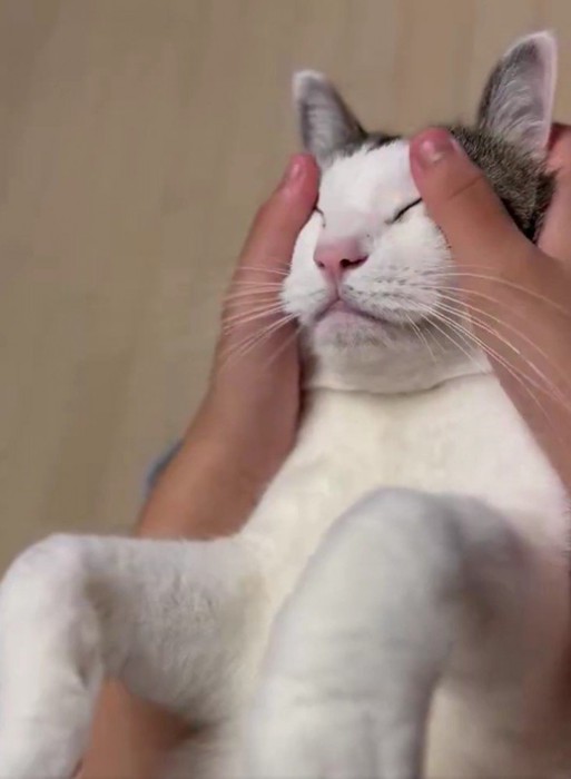 マッサージされている猫