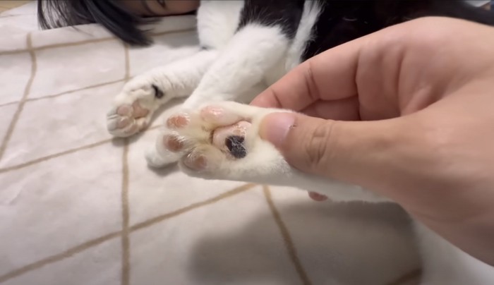 足の肉球アップ