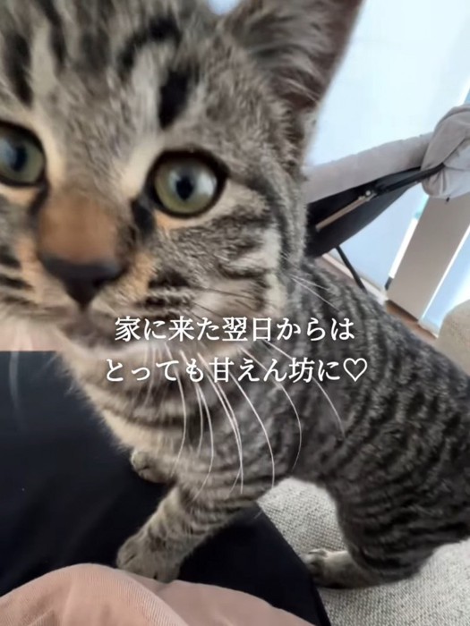 カメラに近づく猫