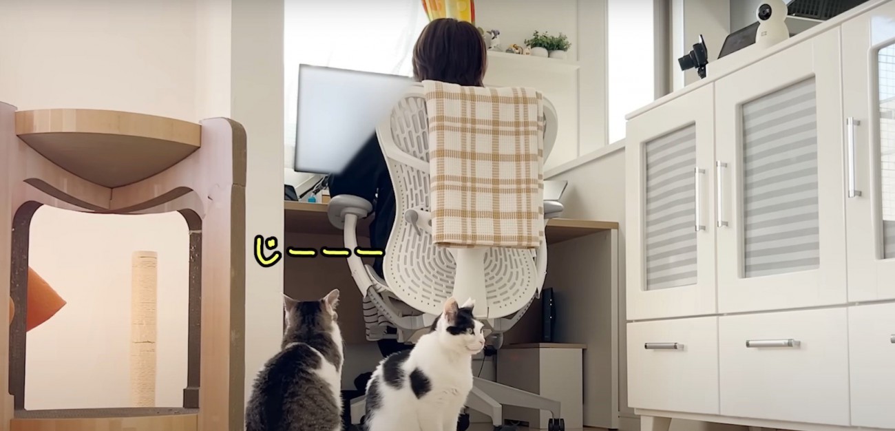 飼い主さんのうしろに猫2匹