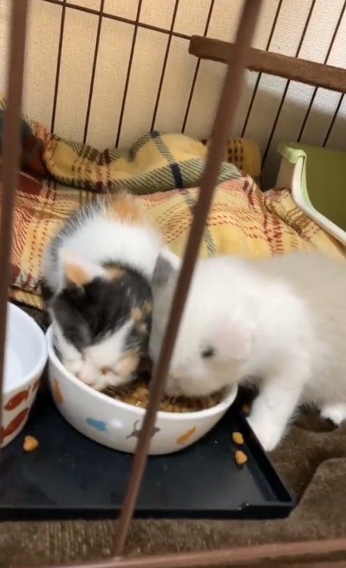 ご飯を食べている2匹の子猫