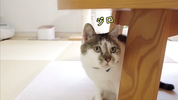 テーブルの陰から睨みつける猫