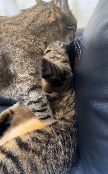 体重をかけてキジトラ猫のお腹をもみもみするベンガル猫