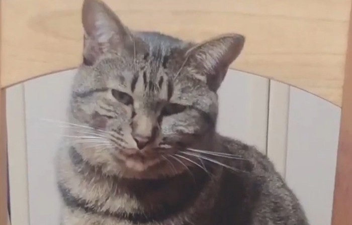 決め顔のレオちゃん