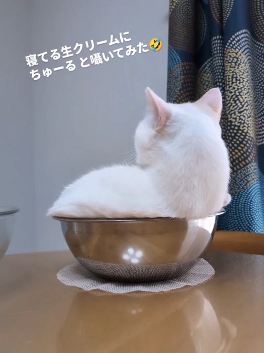 頭を起こした猫