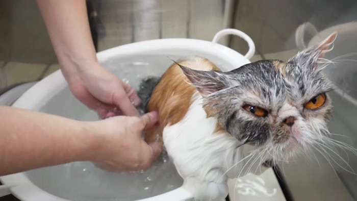 こちらを向いた姿
