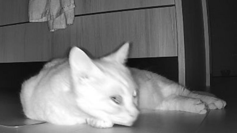 ペットカメラに映る猫