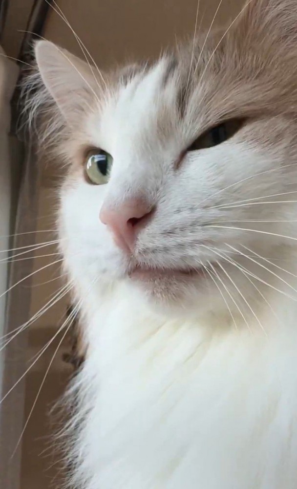 ウィンクする猫