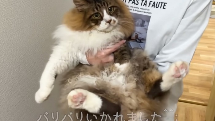 連れられる猫