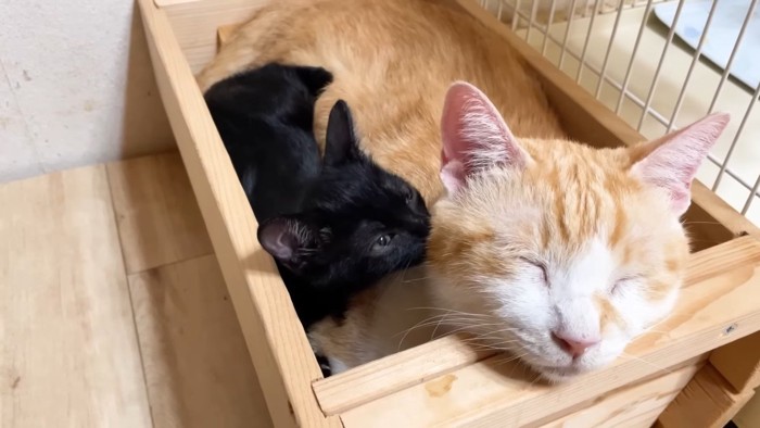 匂いを嗅ぐ子猫