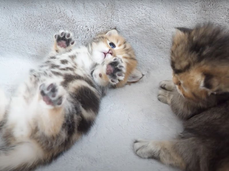 臨戦態勢の子猫