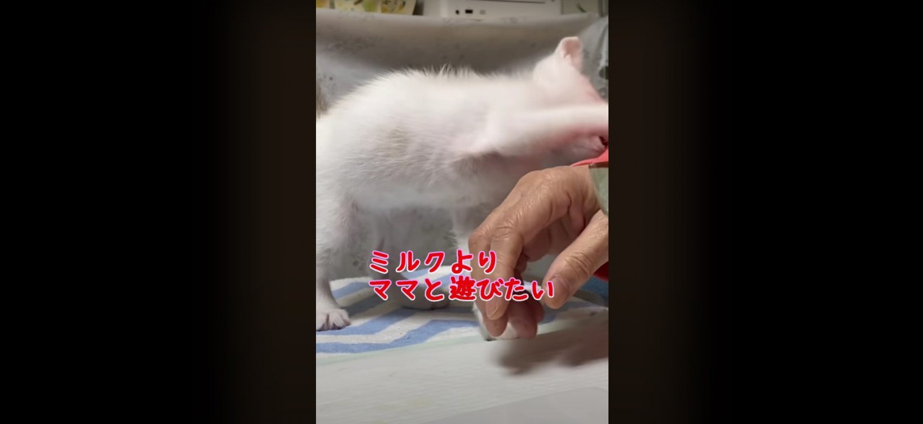 人に甘えている子猫