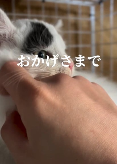 向かって左から頬を触られる猫「おかげさまで」