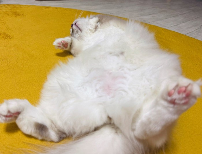 仰向けで寝る猫